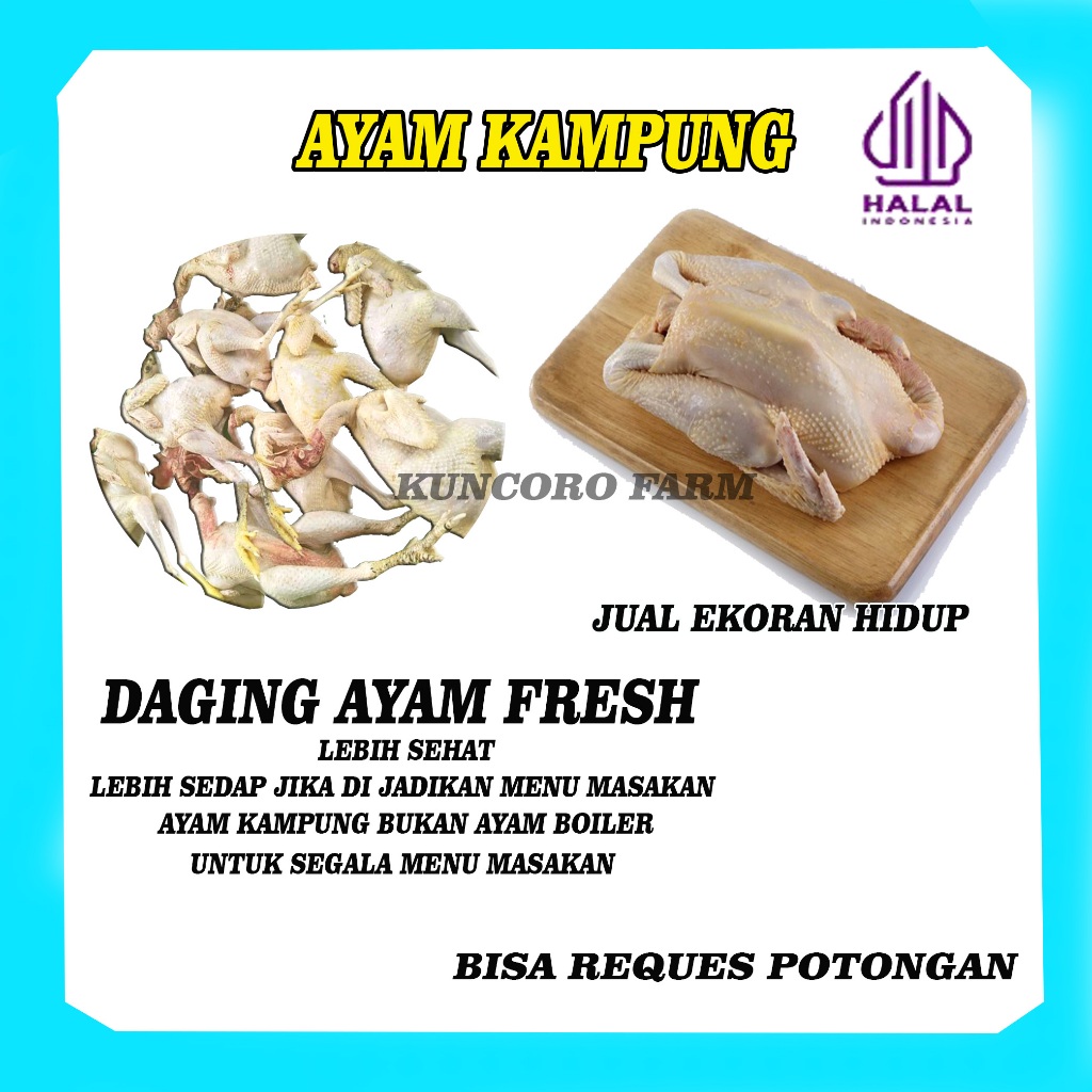 

Ayam Kampung Asli Segar Premium Dijamin Berkualitas
