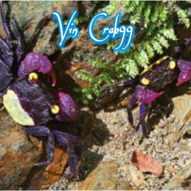 

Kepiting Hias Mini Tawar (Green Carnaval Crab)