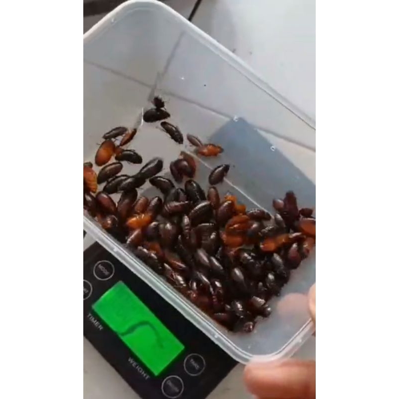 kecoa dubia hidup/ceremende/kecoa batu/pakan predator