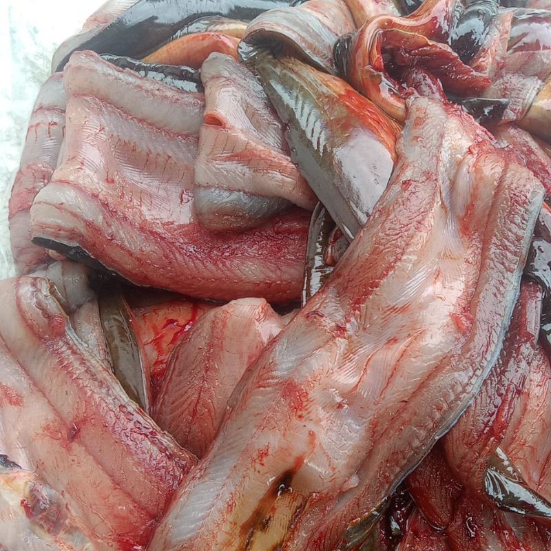 

RB BELUT FILLET 350g TANPA TULANG&KEPALA