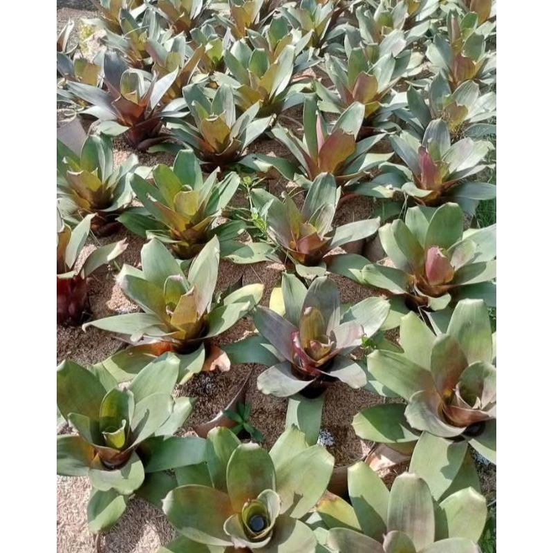 tanaman bromelia giant merah besar