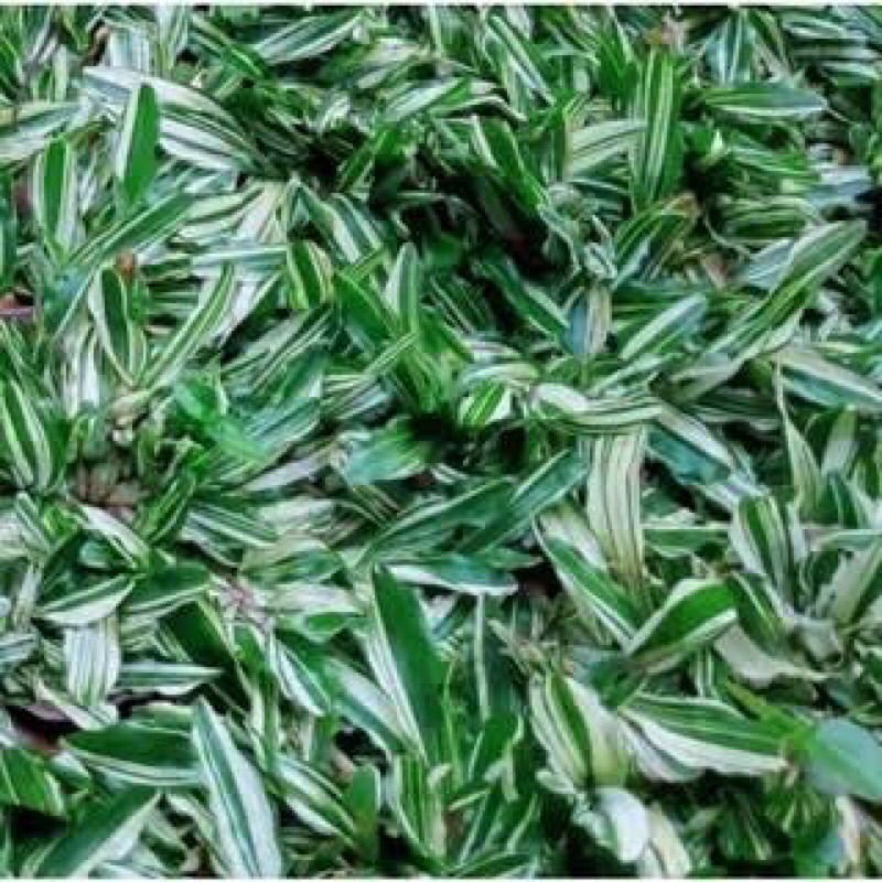 Rumput gajah mini jenis varigata 2 x 1 meter persegu