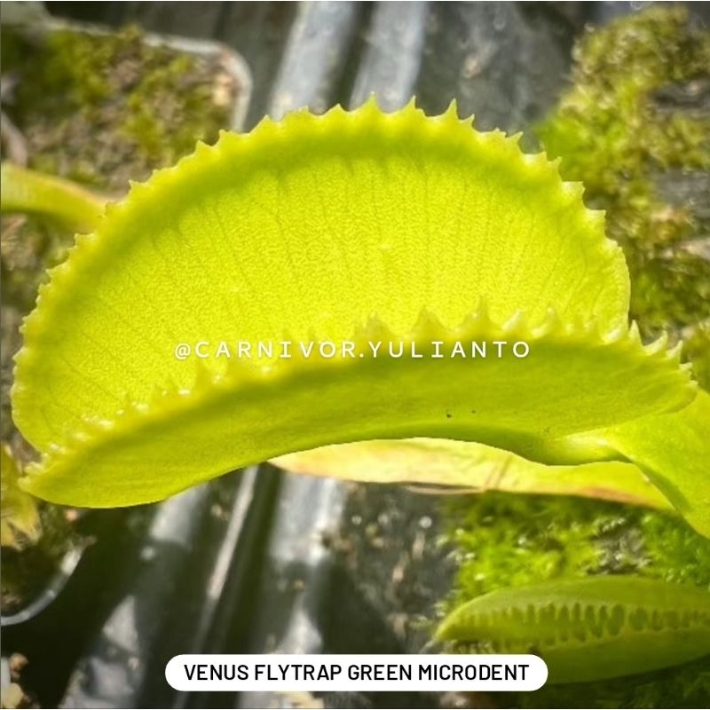 Biji Benih Venus Fly Trap Green Microdent