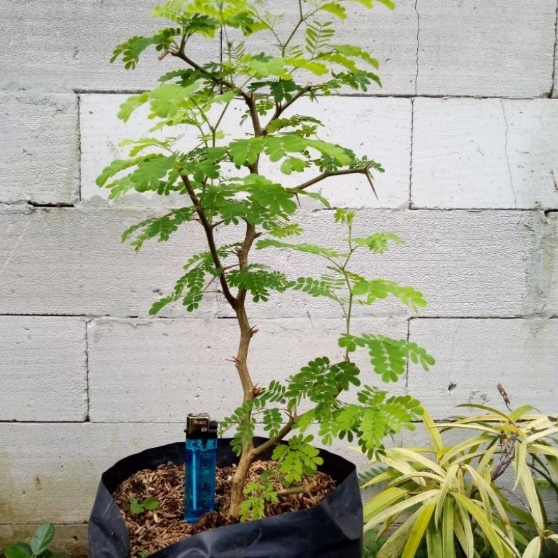 Bibit bonsai brazilian rain tree
