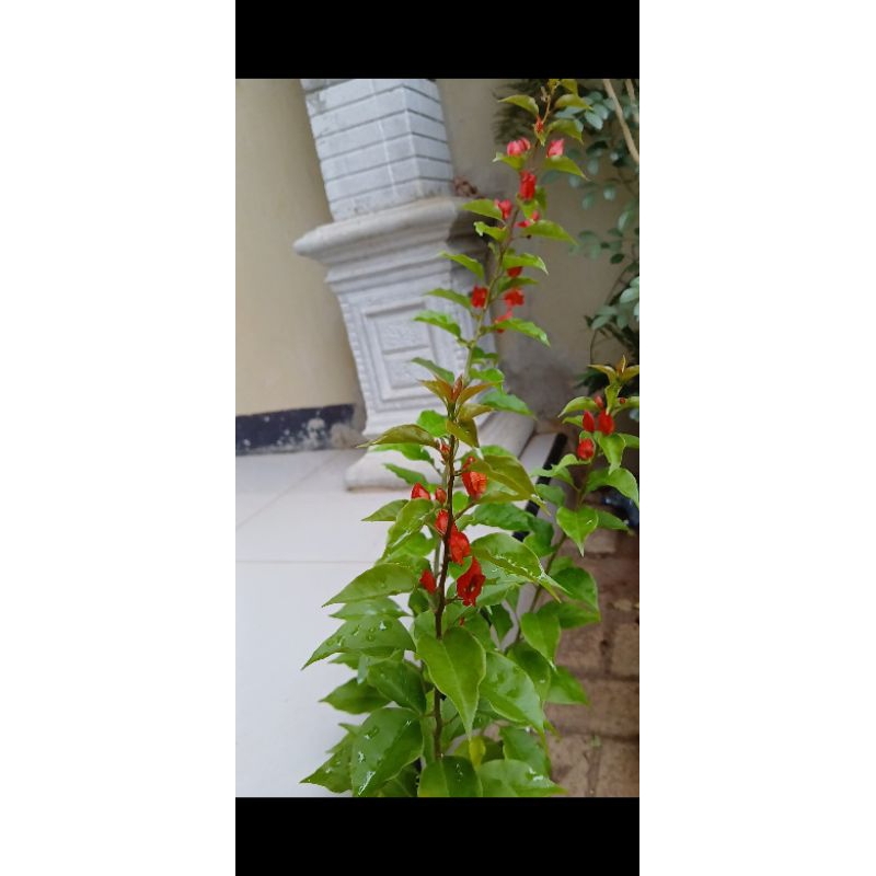 bougenville ekor musang unik