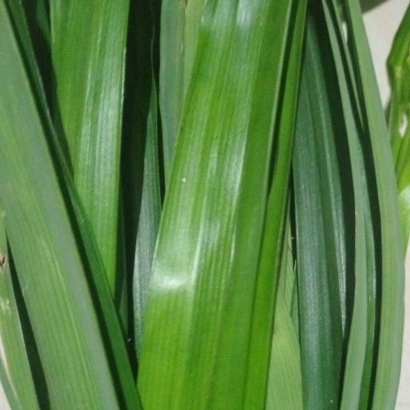 

daun pandan wangi