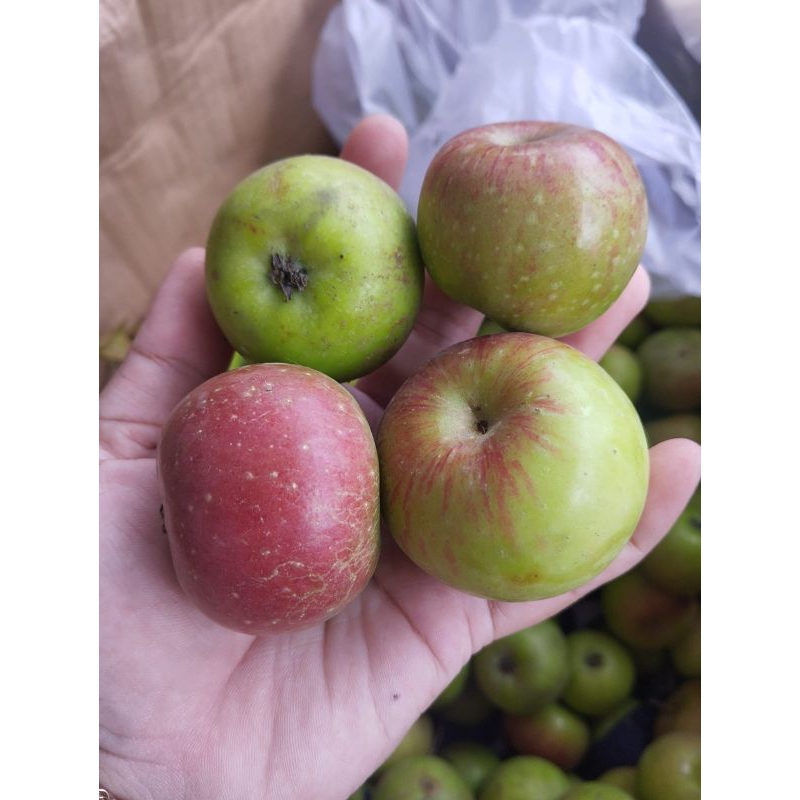 

Apel Rome Beauty / Apel Malang / Apel Manalagi / Apel Hijau