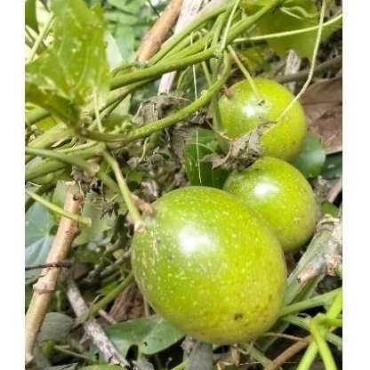 

Buah Markisa Mateng buat jus 1 kg