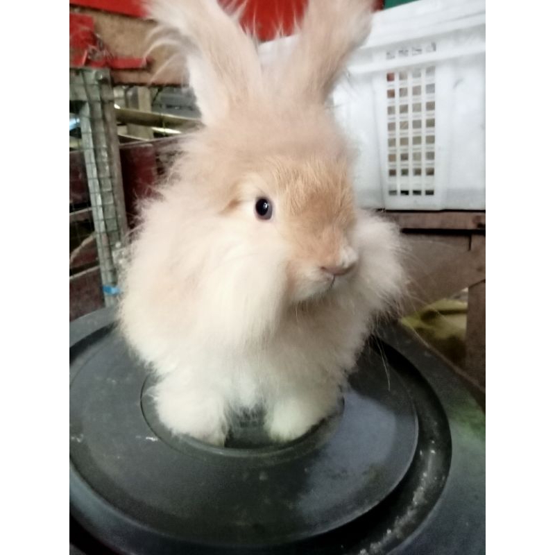 Kelinci Hias English Anggora Murah | Bandung | Anak Kelinci