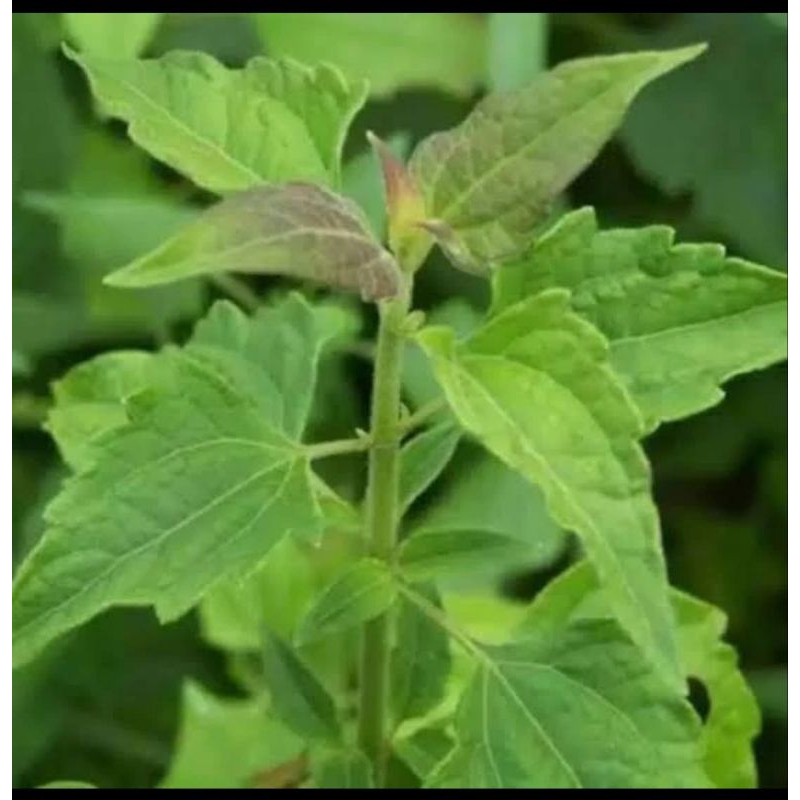 

daun balakacida/daun kirinyuh/obat herbal 1000 gr