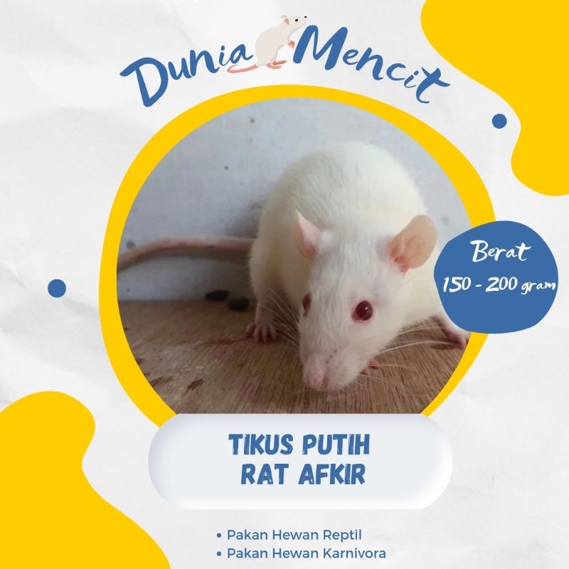 Tikus Putih Rat Afkir
