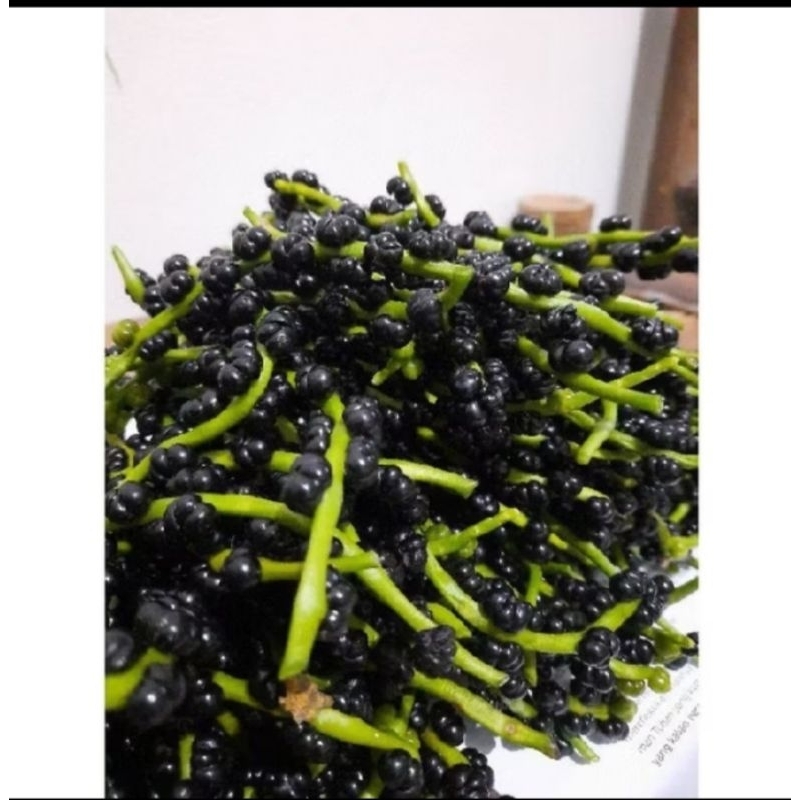 

Buah Angkung segar 400 biji+35 biji obat stroke