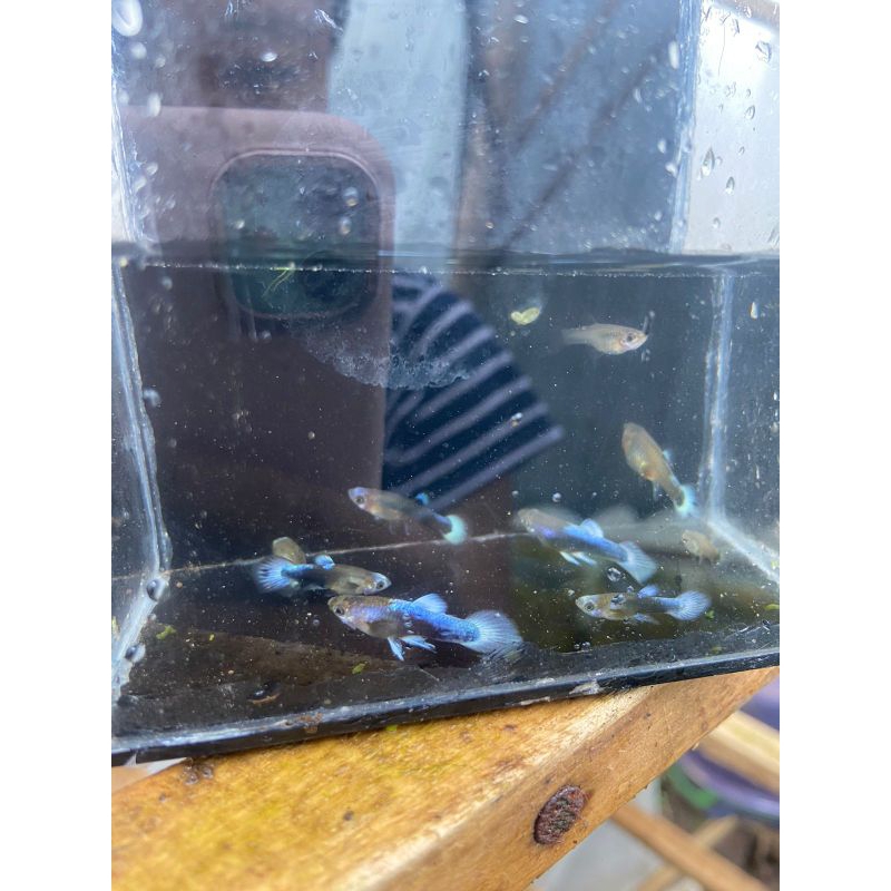 

gupp1 blue k0i gupp1 tux edo blue k0i murah per€kor skotlet