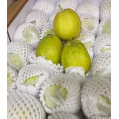 

Buah Pear XIANGLI Lucky Sheep Jual Per 1 Dus Karton