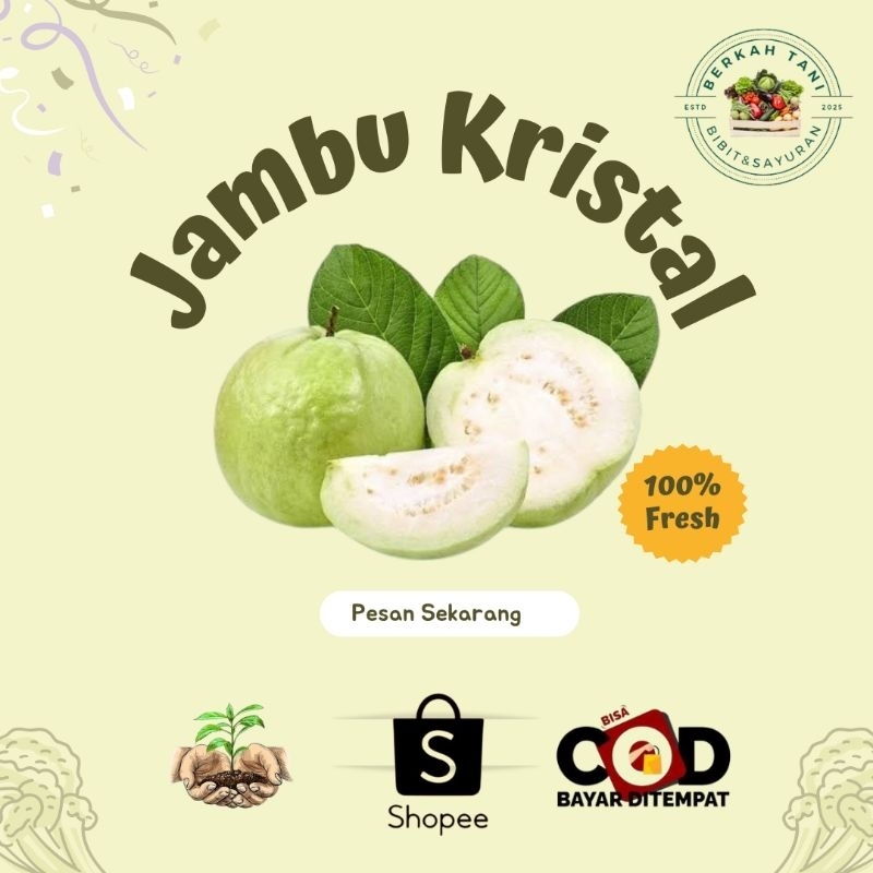 

BERKAH_TANI Jambu kristal matang tanpa biji 1kg.