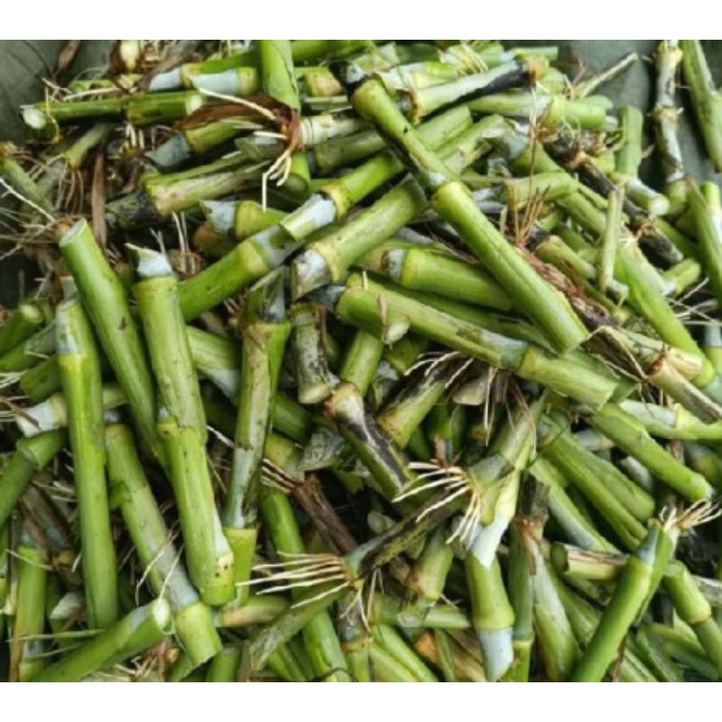 BIBIT RUMPUT BIOVITAS BB BIOGEN/BATANG