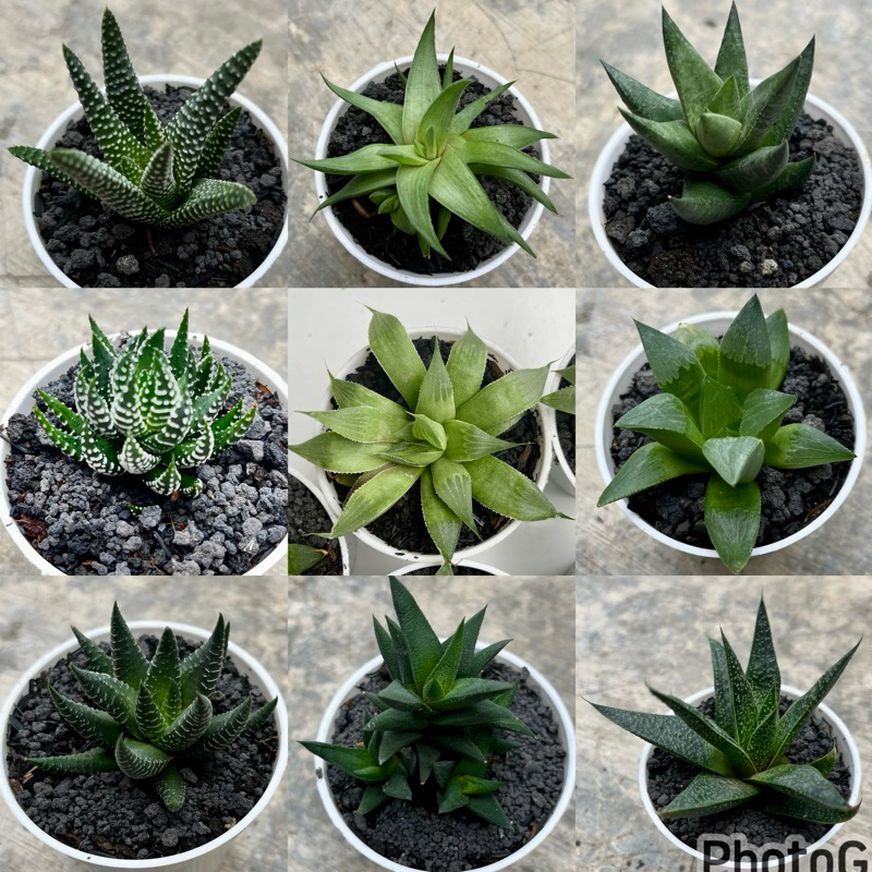 Haworthia Kaktus Hidup Kaktus Sukulen Kaktus Hidup Tanaman Hias Kaktus Sukulen Hidup