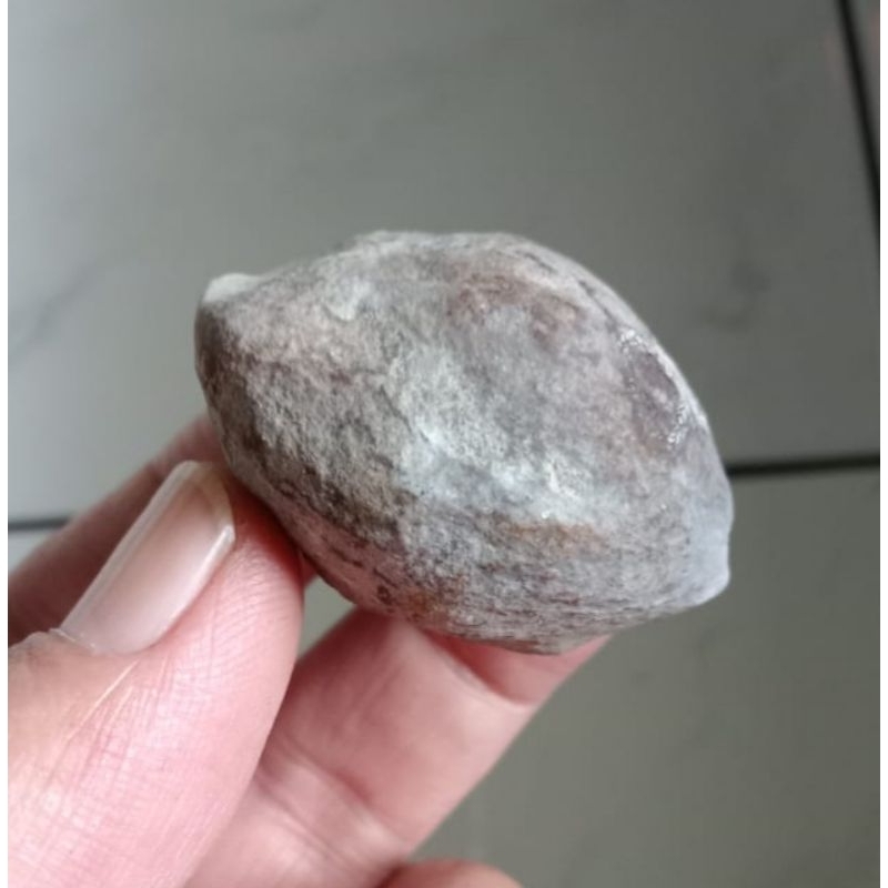 Kemiri Muncang Adu Pedang Kaliwiro mentahan