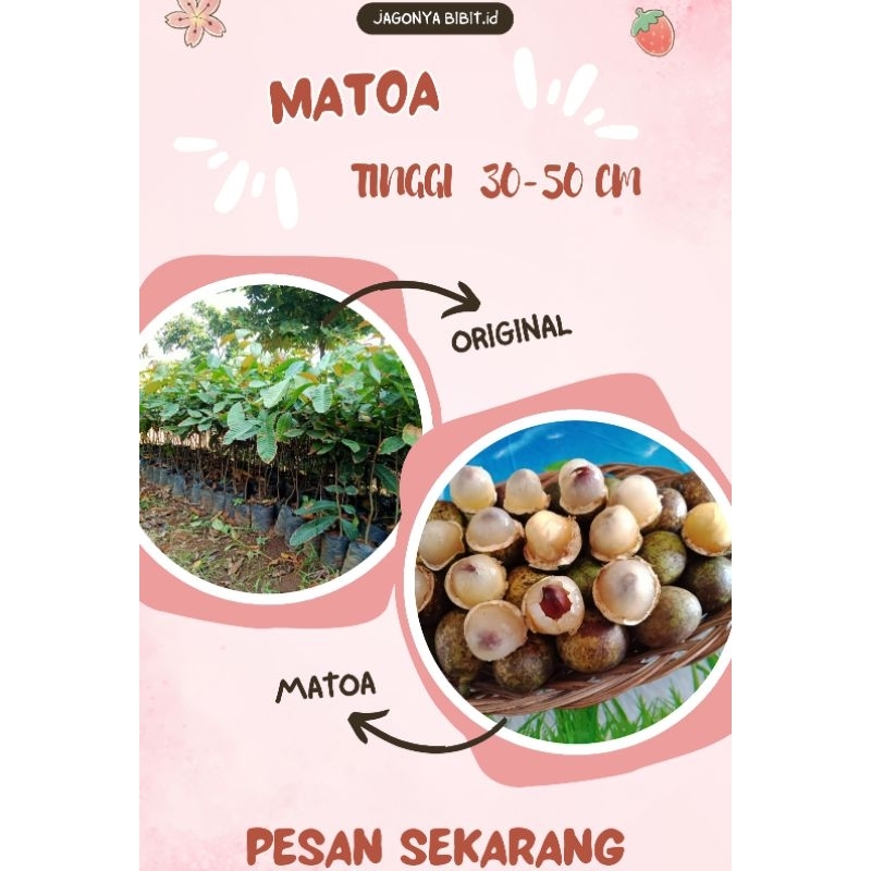 

MATOA TINGGI 30-50CM BELI (5 FREE 1)