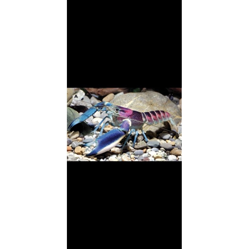 

LOBSTER PAPUA HIAS PULCHER