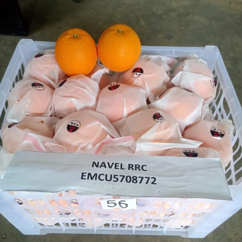 

Jeruk Navel RRC Per Kg