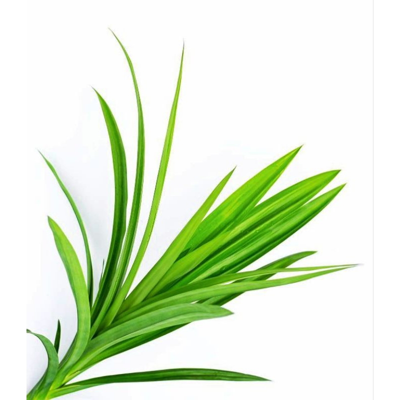 

Daun Pandan 1 ikat 20-30 Lembar Daun Segar Daun Hijau Fresh