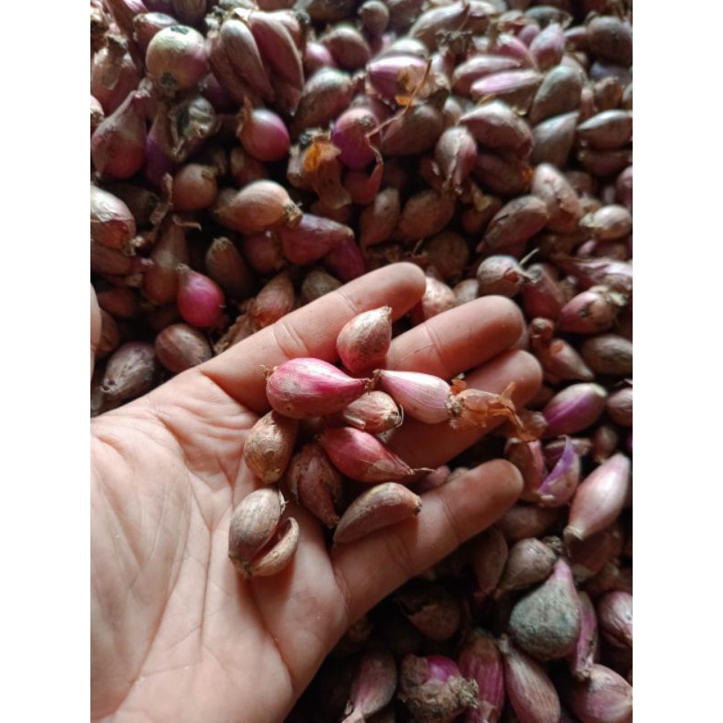 

Bawang Merah Nganjuk Mas Bram Sedang Medium M Kering Premium / Brambang Sedang Medium M Mas Bram Kering Garing Tahan Lama