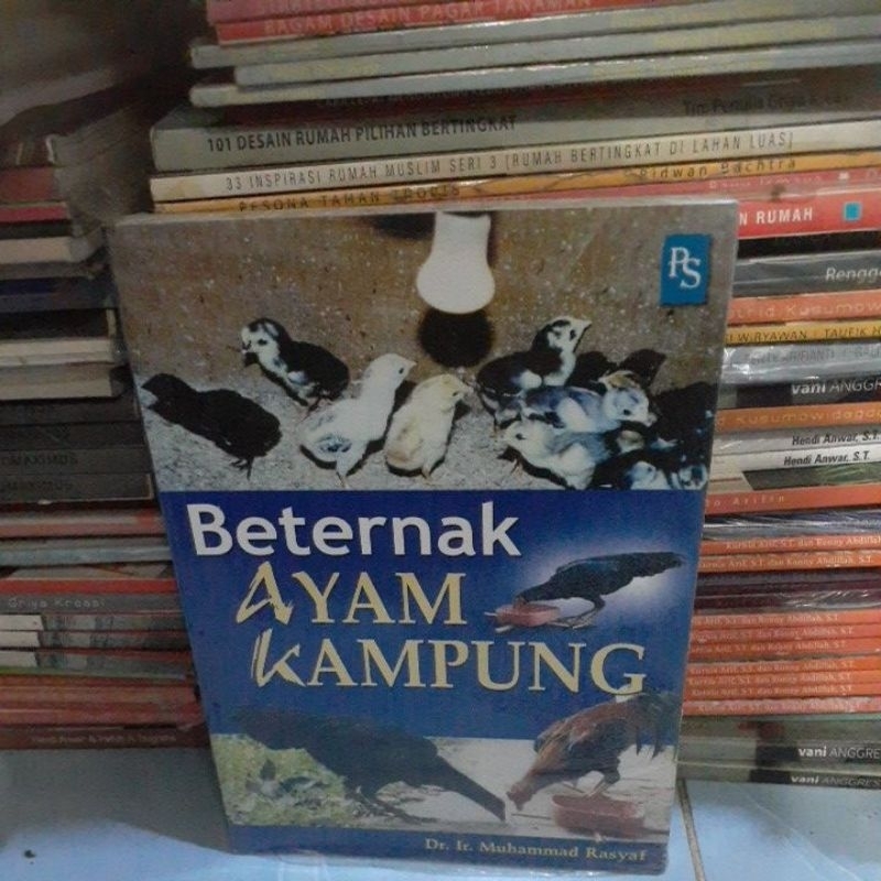 beternak ayam kampung