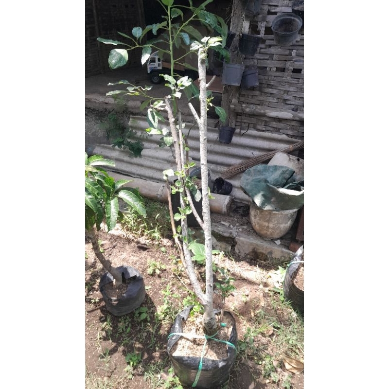 bibit buah apel