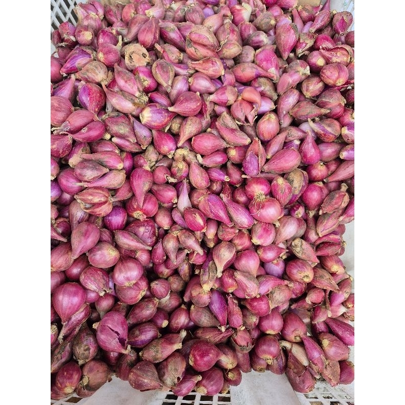 

Bawang Merah - Bawang Merah
