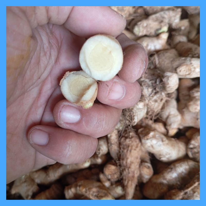 

Kunyit Putih Segar - Temu Putih Curcuma Zedoaria 1kg