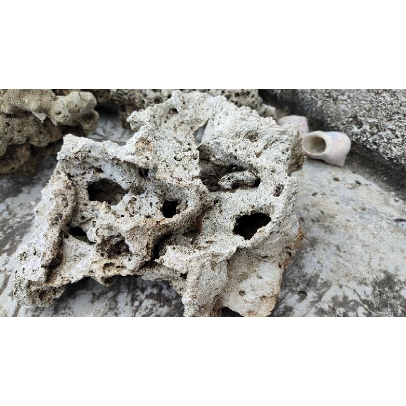 Batu karang Besar 30cm hingga 35cm batuan aquarium tawar dan laut