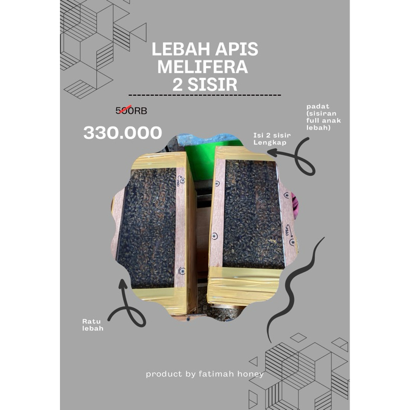 KOLONI LEBAH APIS MELIFERA 2 SISIR AKTIF