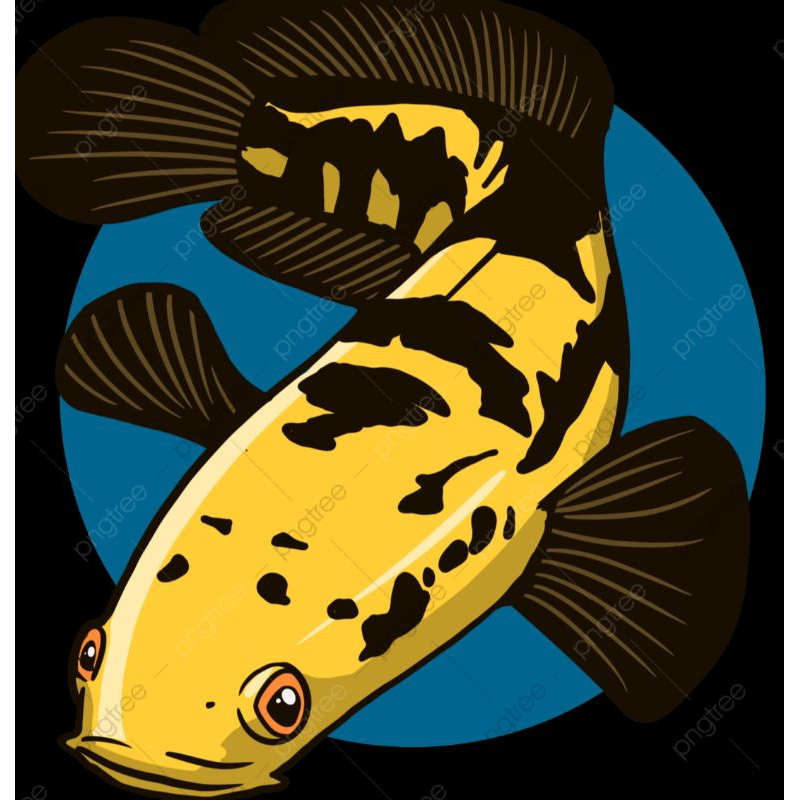 

stiker isi Channa maru ys