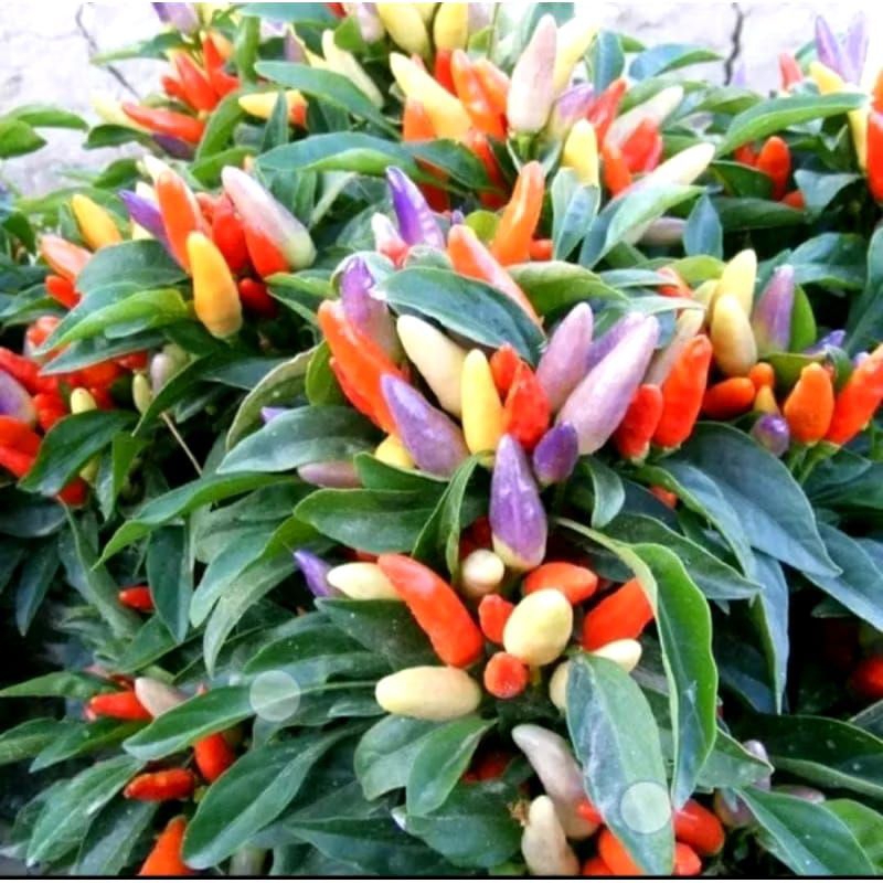 ±2 Benih Bibit Cabe Pelangi LM