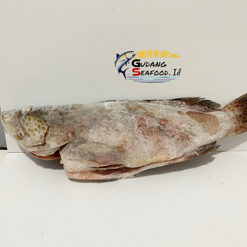 

Ikan Gerapu Guling 1000-1500 gram per ekor
