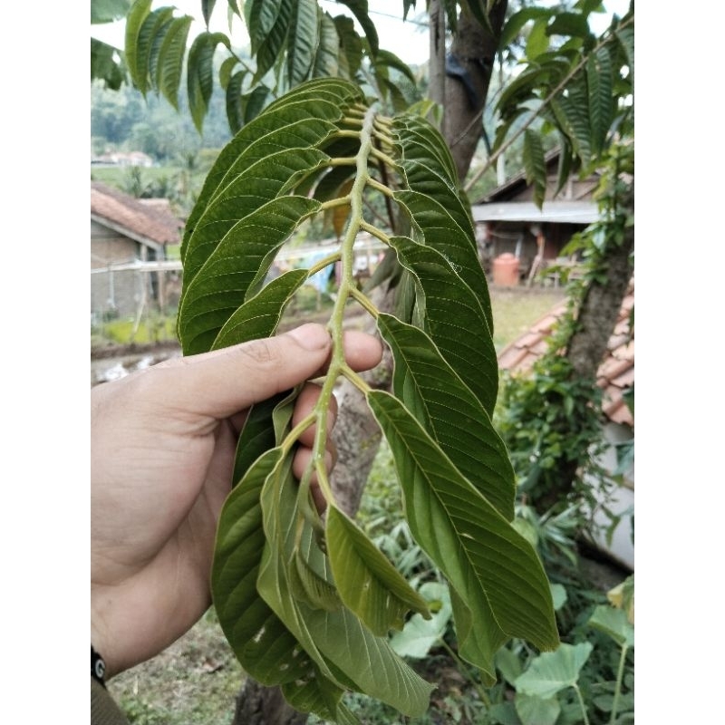 

daun nona atau daun srikaya fresh 300gram