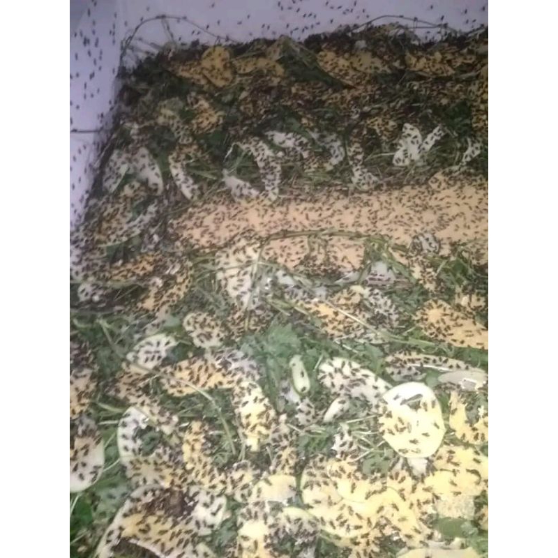 

telur jangkrik alam super bosku