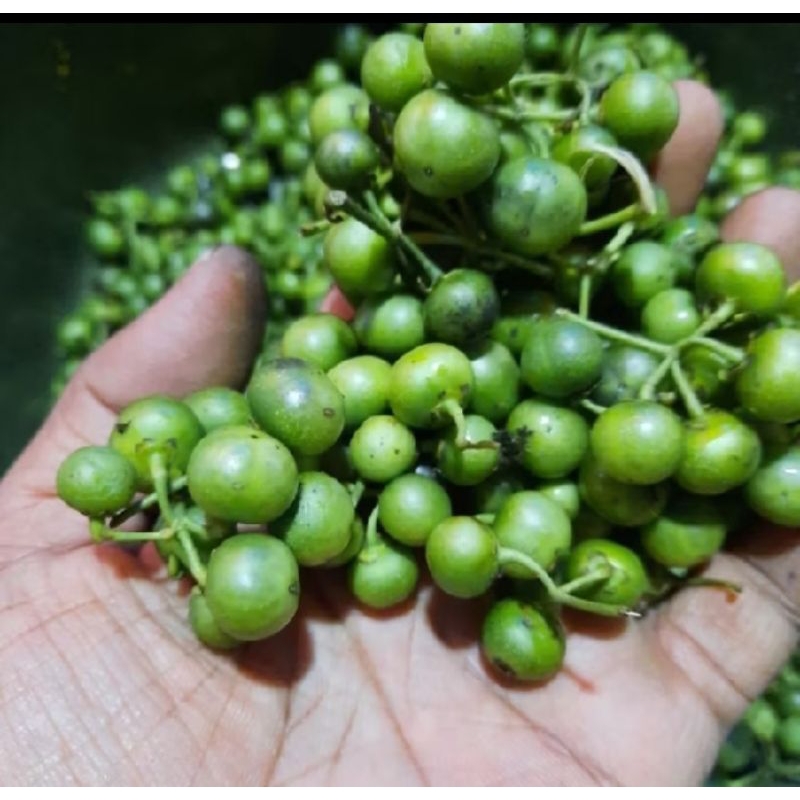 

leunca fresh kemasan 250 gram