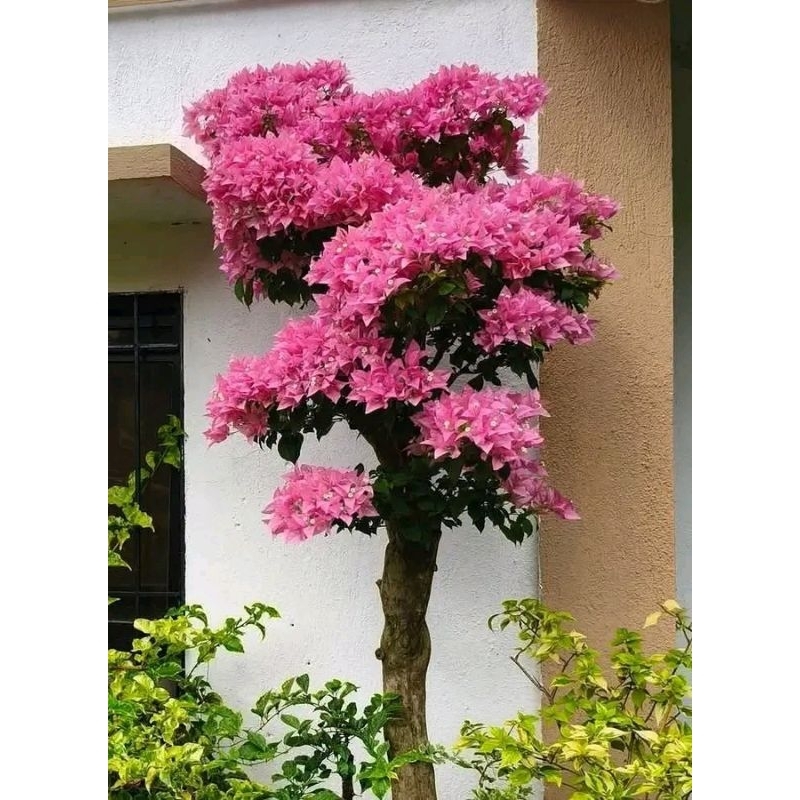 Bibit Bunga bugenvil Bunga pink Bugenvil Tanaman Bugenvil Stek Batang bugenvil