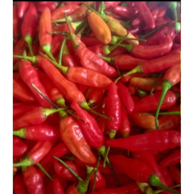 

Cabai Rawit Merah / Cabai Segar Sayur 100 gram