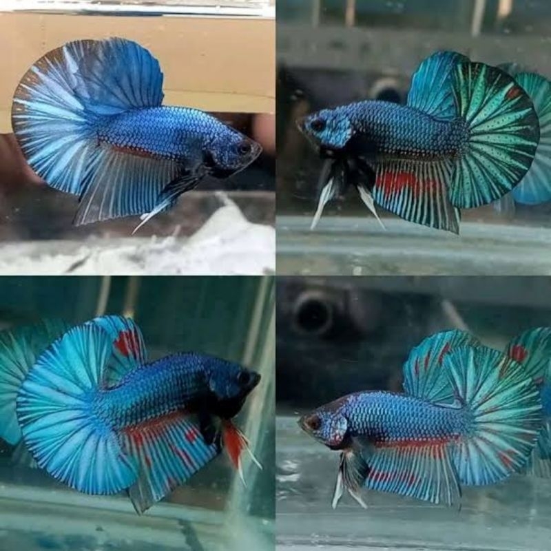 Hiasan Aquarium HMPK Besgel