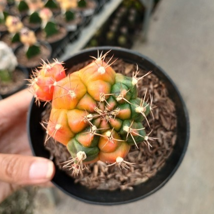 Kaktus Grafting Taiwan Clone Tanaman Hias