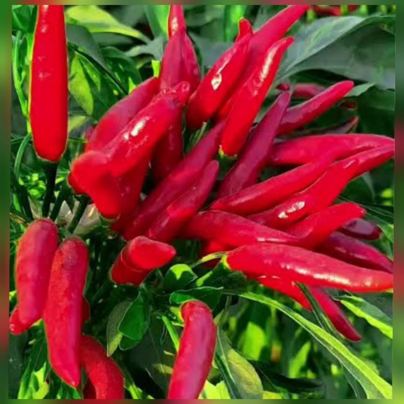 ID BENIH CABE RAWIT CLUSTER (50 BENIH)