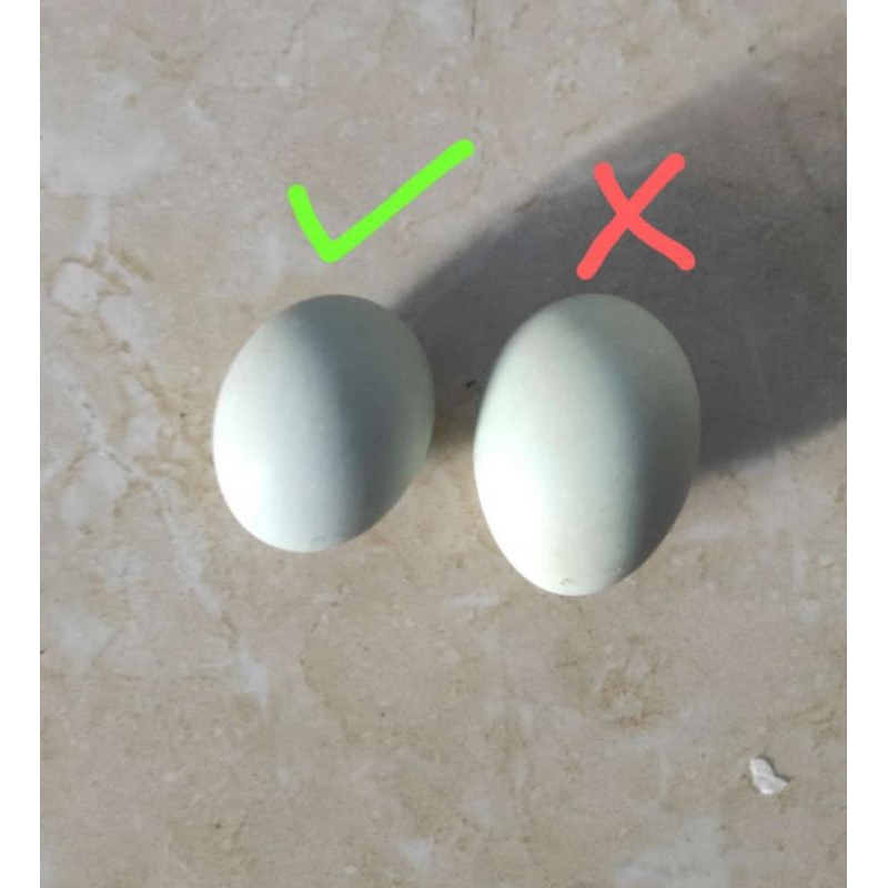 

TERLARIS telur asin LEZAT MASIR