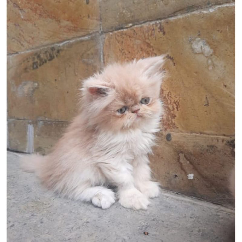 kitten persia peaknose Exo. betina (pengiriman hanya daerah bandung)