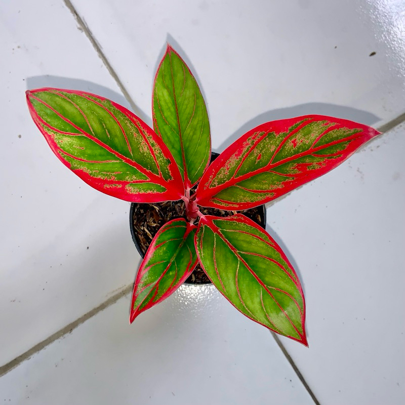 Aglaonema Jayanti a