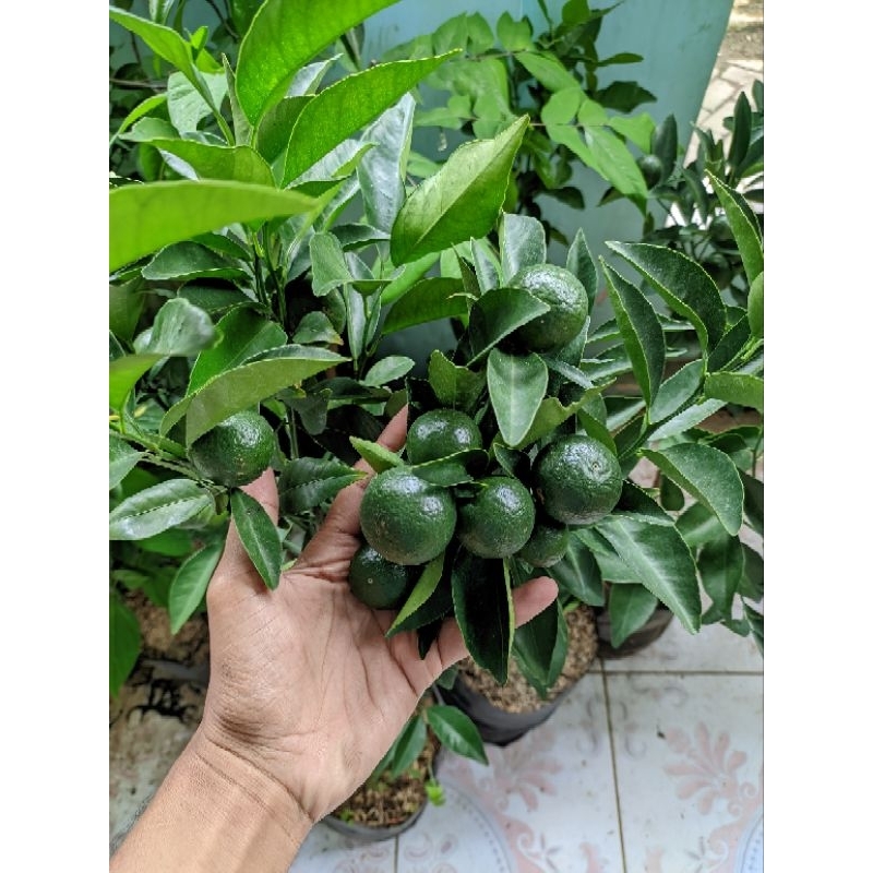 Bibit Jeruk Siam Madu Asli Malang Kondisi Berbuah