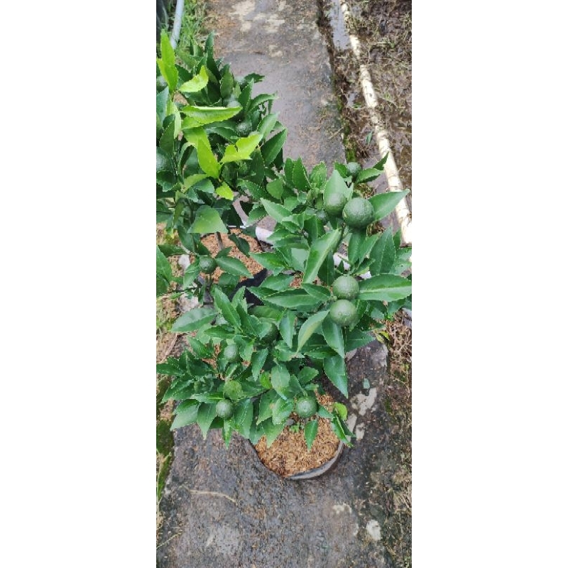 Bibit jeruk Santang madu valid berbuah