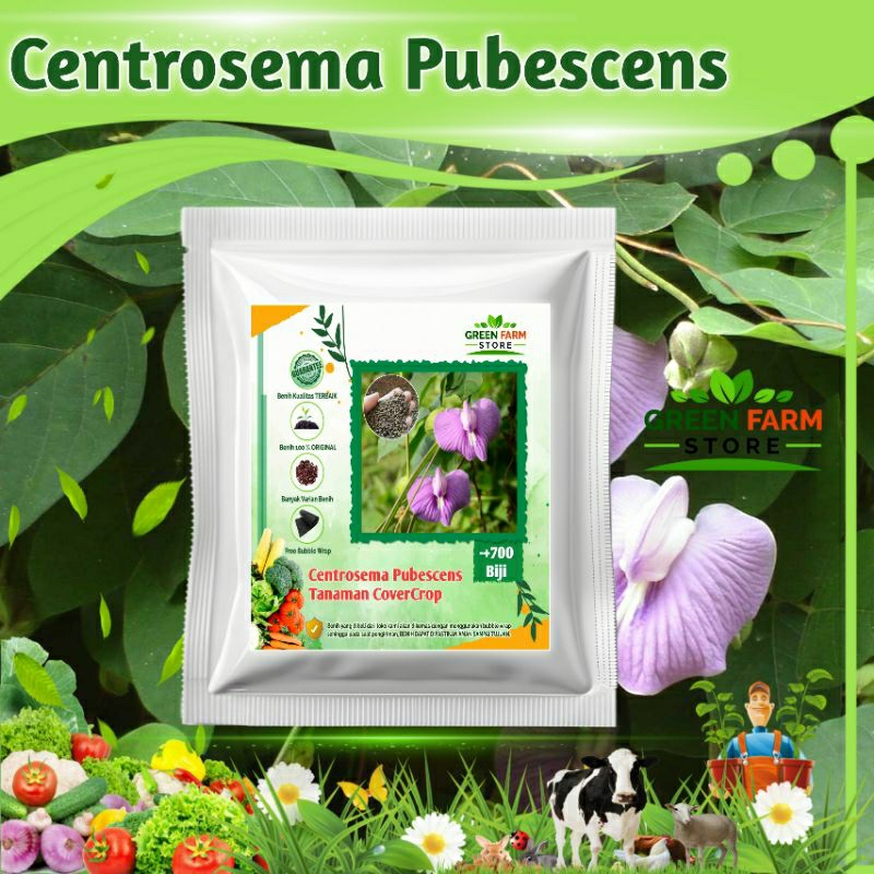 Benih Centrosema Pubescens/Pakan ternak/CoverCrop Tanah (-+700biji)